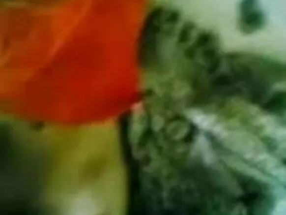 میٹھا ٹاسک شو اور ساس کی بلی - جے پی شو اسپیشل سیکسی فلم نیوڈ فلم