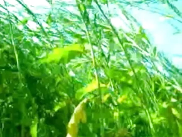 جنگل میں جوڑے سیکسی فلم ہندی۔